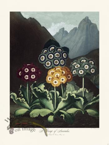 09 A Group of Auriclas